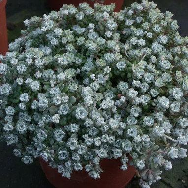 Sedum spathulifolium 'Cape Blanco' - Sedum | Achat direct au producteur