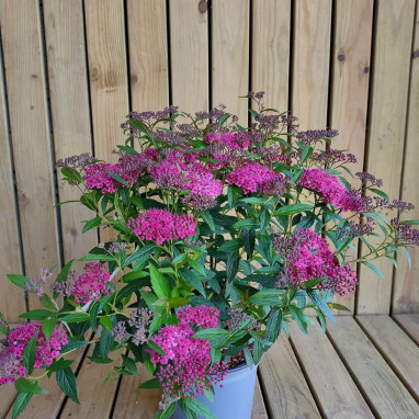 Spirée japonaise 'Dart's red' - Spiraea | Achat direct au producteur