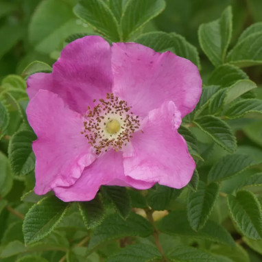 Rosier rugueux 'Rubra' - Rosa rugosa | Achat direct au producteur