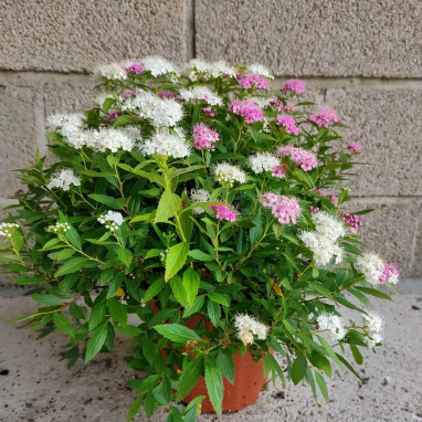 Spirée japonaise 'Genpei' - Spiraea japonica | Achat producteur
