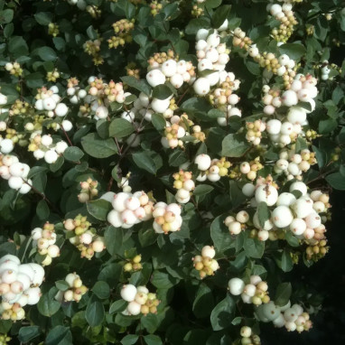 Symphorine 'White Hedge' - Symphoricarpos | Achat direct au producteur