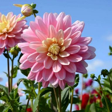 Dahlia décoratif 'Bel Amour' Bio - Dahlia | Achat direct au producteur