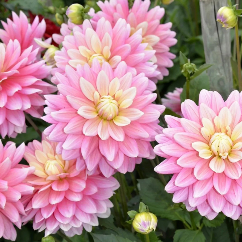 Dahlia décoratif 'Bel Amour' Bio - Dahlia | Achat direct au producteur