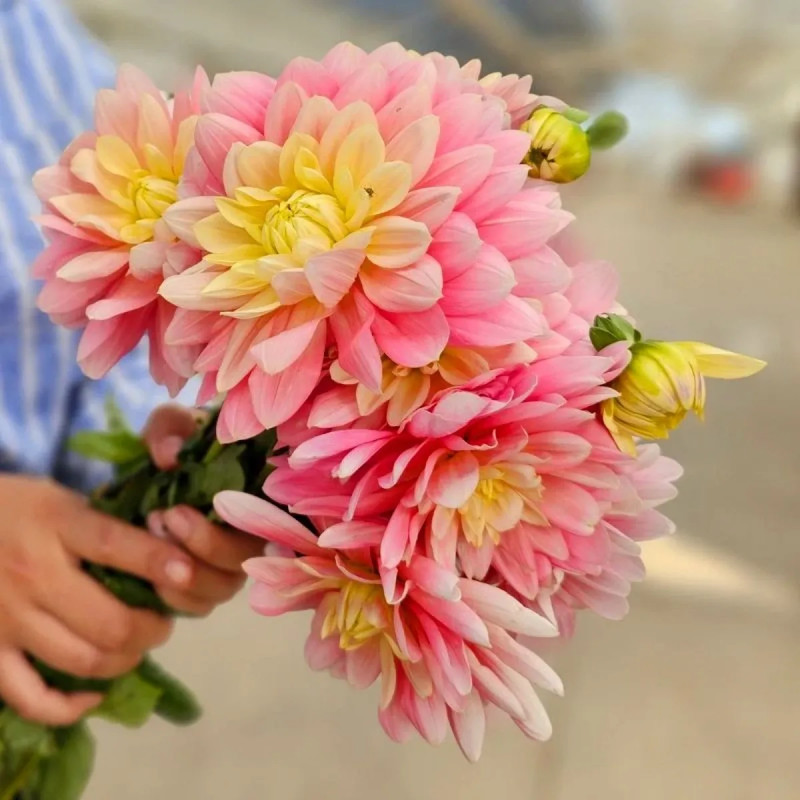 Dahlia décoratif 'Bel Amour' Bio - Dahlia | Achat direct au producteur