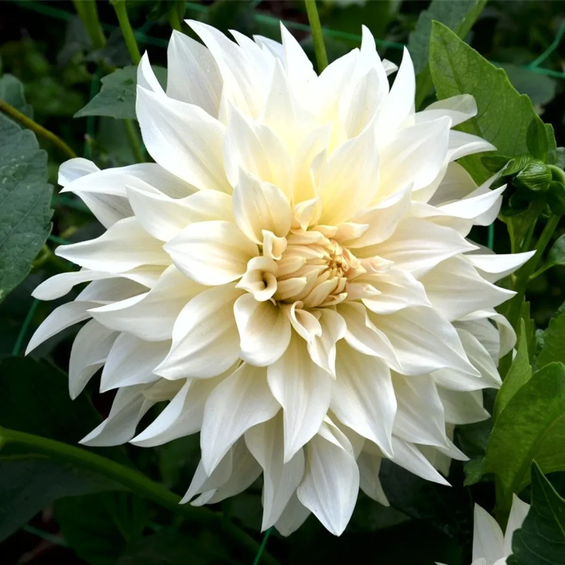 Dahlia décoratif 'Café au Lait' Bio - Dahlia | Achat producteur