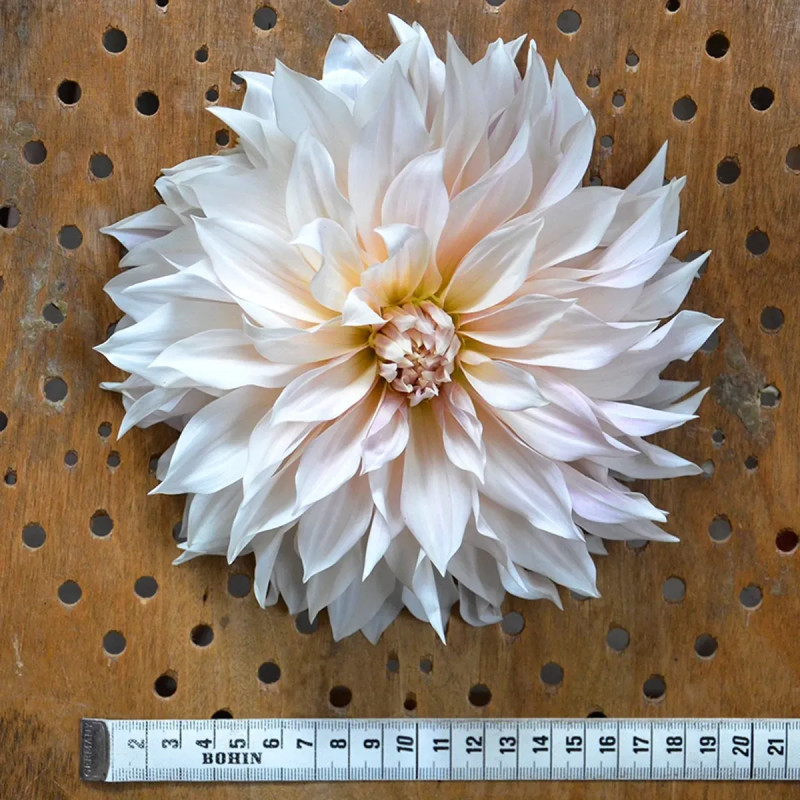 Dahlia décoratif 'Café au Lait' Bio - Dahlia | Achat producteur