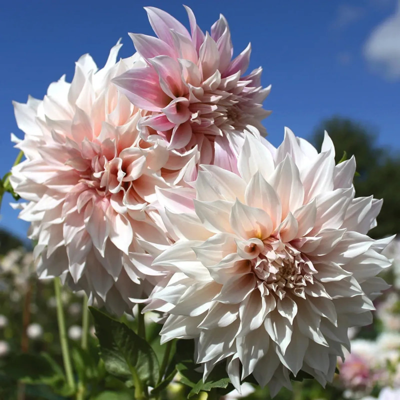 Dahlia décoratif 'Café au Lait' Bio - Dahlia | Achat producteur