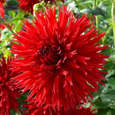 Dahlia Dentelle 'Jax' Bio - Dahlia | Achat direct au producteur