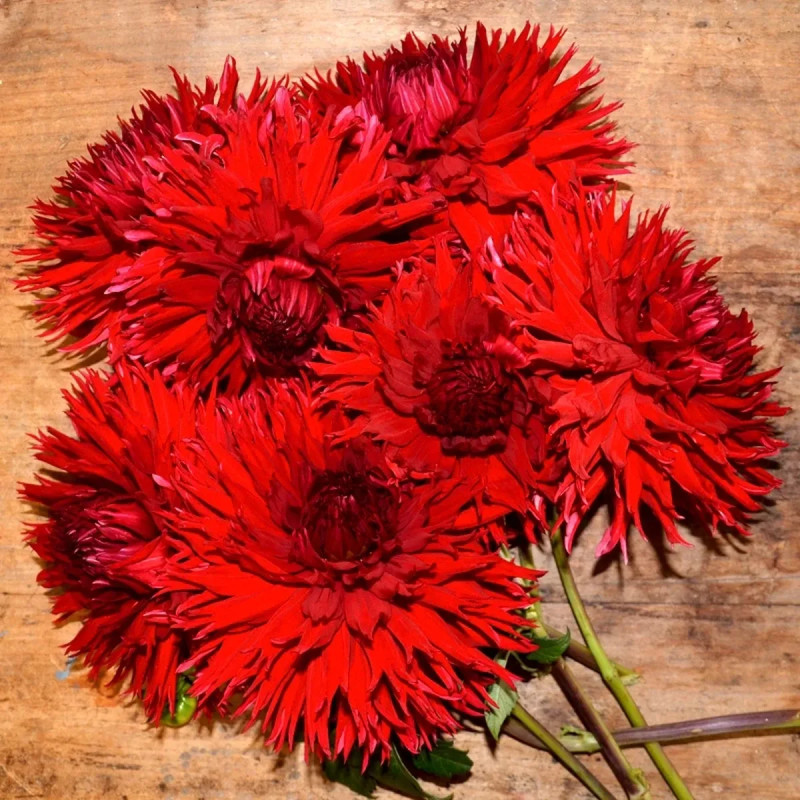 Dahlia Dentelle 'Jax' Bio - Dahlia | Achat direct au producteur
