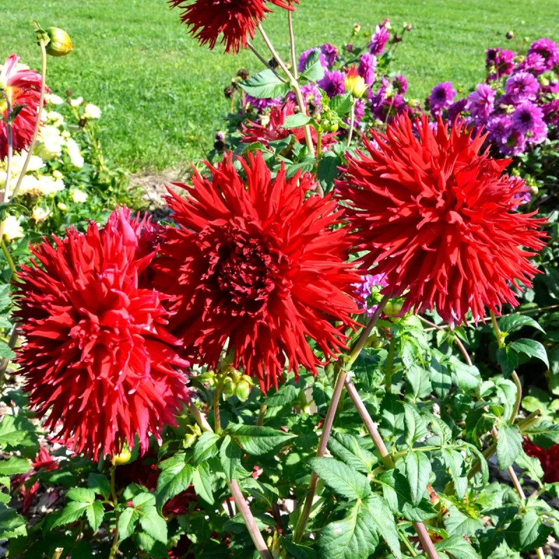 Dahlia Dentelle 'Jax' Bio - Dahlia | Achat direct au producteur