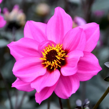 Dahlia nain simple 'Nirvana' Bio - Dahlia | Achat direct au producteur