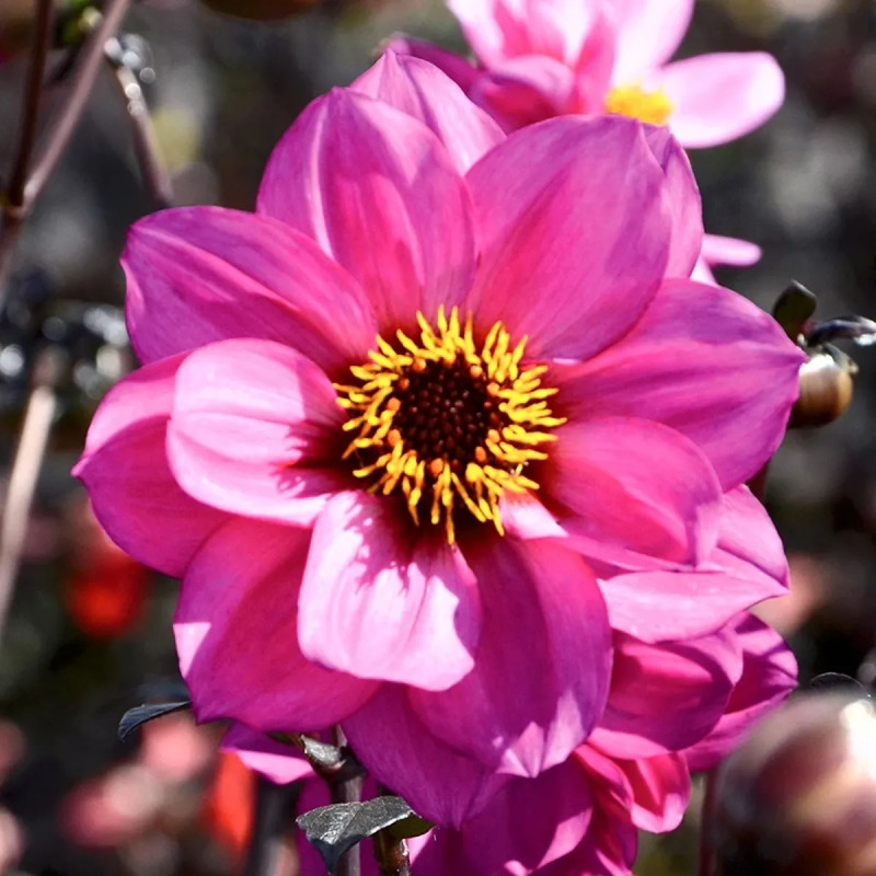 Dahlia nain simple 'Nirvana' Bio - Dahlia | Achat direct au producteur
