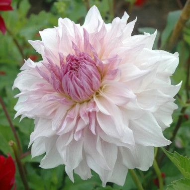 Dahlia décoratif 'Shiloh Noëlle' Bio - Dahlia | Achat producteur