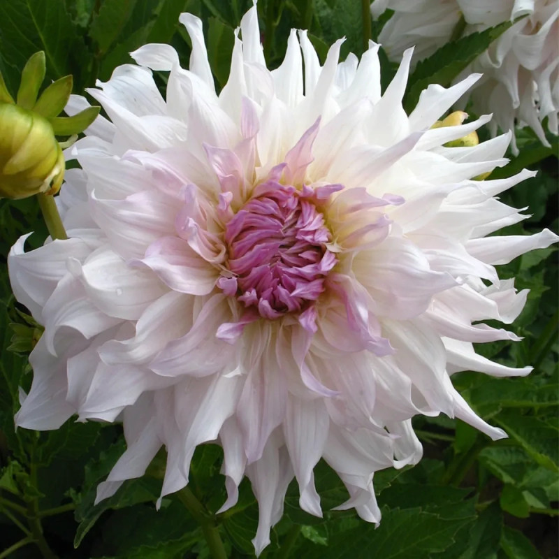 Dahlia décoratif 'Shiloh Noëlle' Bio - Dahlia | Achat producteur
