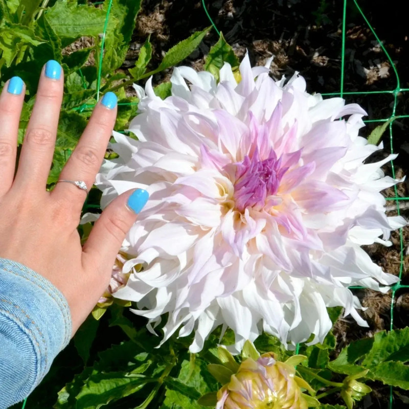 Dahlia décoratif 'Shiloh Noëlle' Bio - Dahlia | Achat producteur