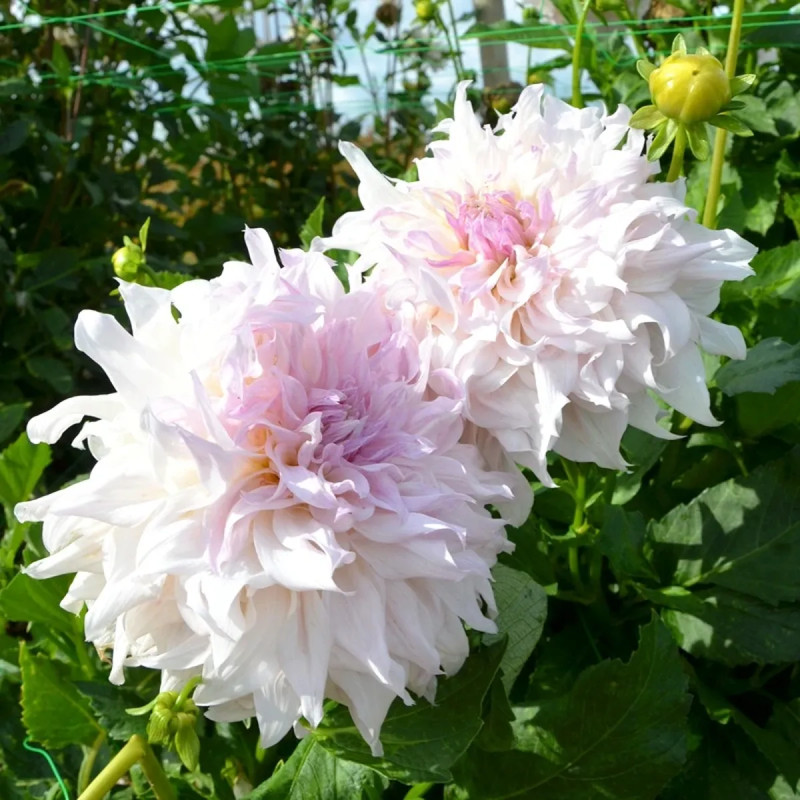 Dahlia décoratif 'Shiloh Noëlle' Bio - Dahlia | Achat producteur