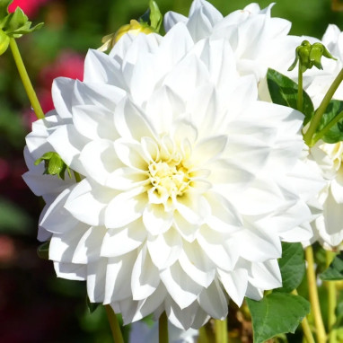 Dahlia décoratif 'Tempête de Neige' BIO - Dahlia | Achat producteur