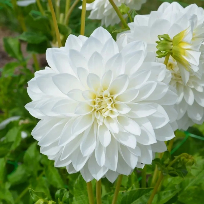 Dahlia décoratif 'Tempête de Neige' BIO - Dahlia | Achat producteur
