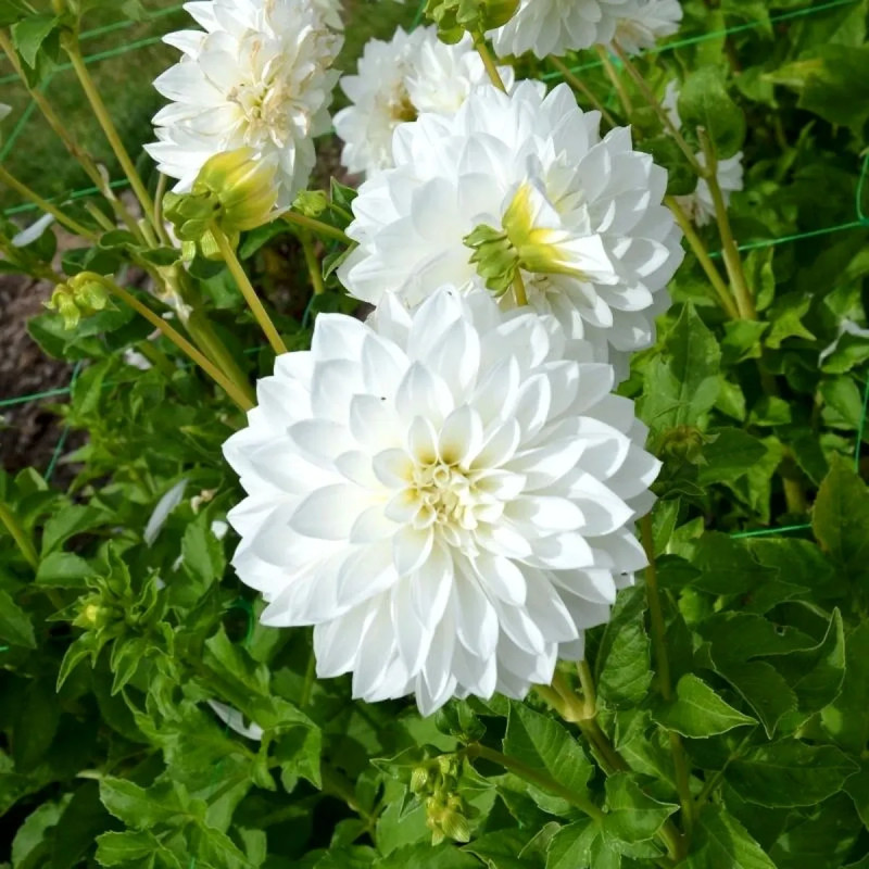 Dahlia décoratif 'Tempête de Neige' BIO - Dahlia | Achat producteur