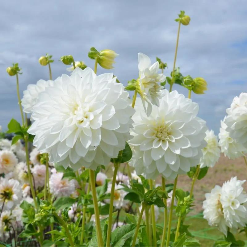 Dahlia décoratif 'Tempête de Neige' BIO - Dahlia | Achat producteur