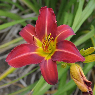Hemerocallis rouge foncé - Hemerocallis | Achat direct au producteur