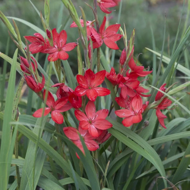 Schizostylis coccinea - Hesperantha | Achat direct au producteur