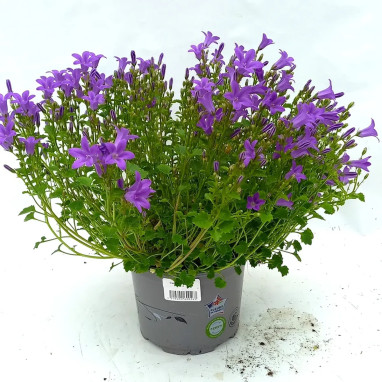 Campanula muralis - Campanule des murs | Achat direct au producteur