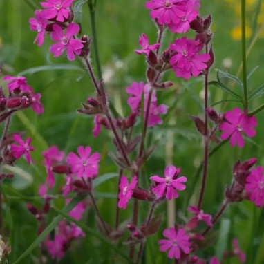 Compagnon rouge - Silene dioica | Achat direct au producteur