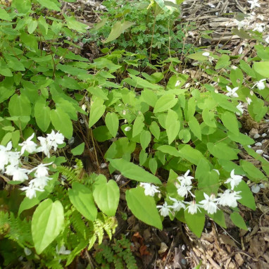 Épilobe 'angustifolium' - Epilobium | Achat direct au producteur