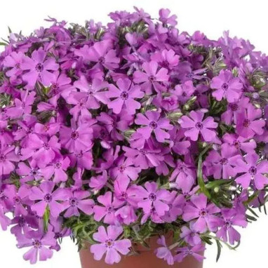 Phlox subulata GoldiPhlox™ Pink - Phlox | Achat direct au producteur