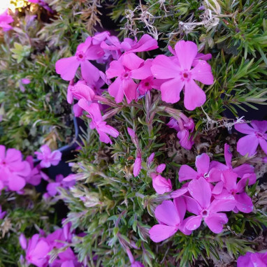 Phlox subulata GoldiPhlox™ Cherry - Phlox | Achat producteur
