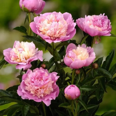 Pivoine 'Sorbet' - Paeonia lactiflora | Achat direct au producteur