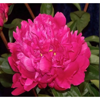 Pivoine 'Red Sarah Bernhardt' - Paeonia | Achat direct au producteur