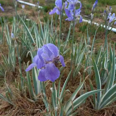 Iris pallida 'Argentea Variegata' - Iris | Achat direct au producteur