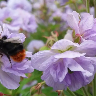 Geranium pratense 'Cloud Nine' - Geranium | Achat direct au producteur