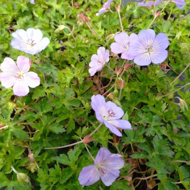 Geranium 'Azure Rush' - Geranium | Achat direct au producteur