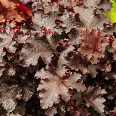Heuchera 'Black Beauty' - Heuchera | Achat direct au producteur