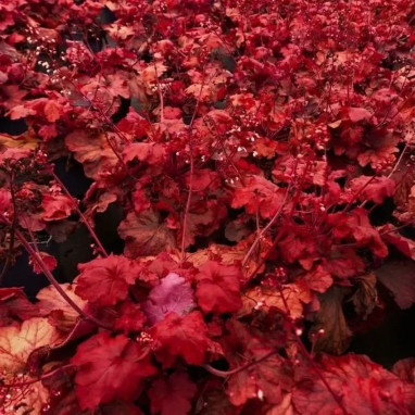 Heuchera 'Ginger Ale' - Heuchera | Achat direct au producteur