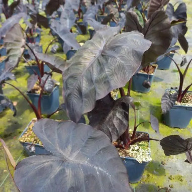 Colocasia esculenta 'Black Magic' - Colocasia | Achat producteur