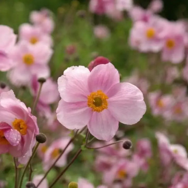 Anémone du Japon 'Praecox' - Anemone | Achat direct au producteur
