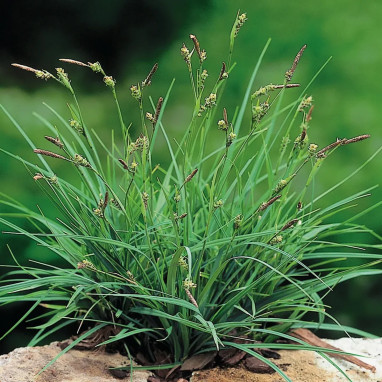 Carex panicea - Laîche | Achat direct au producteur