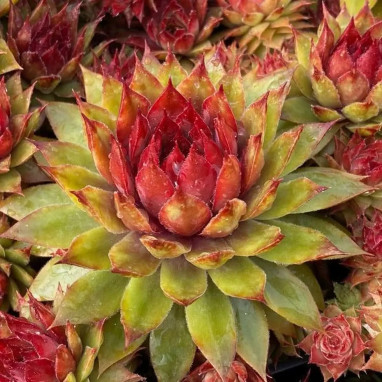 Sempervivum CHICK CHARMS 'Pineapple Paradise' | Achat producteur