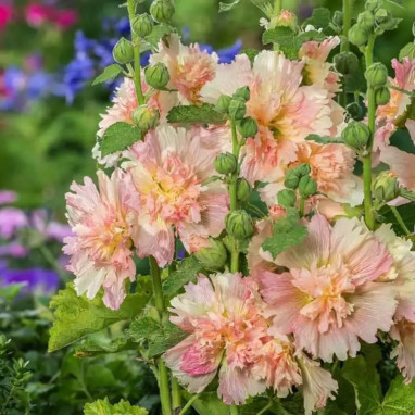 Alcea rosea 'Spring Celebrities Apricot' | Achat producteur