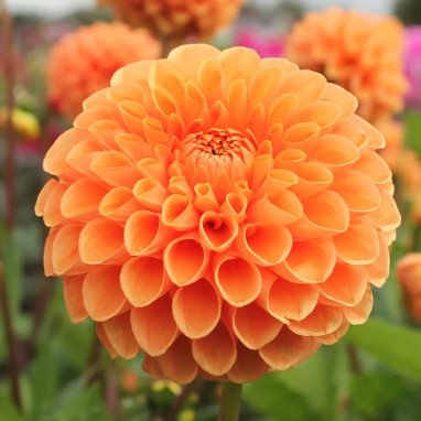 Dahlia balle 'Sylvia' - Dahlia | Achat direct au producteur