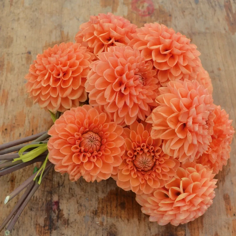 Dahlia balle 'Sylvia' - Dahlia | Achat direct au producteur