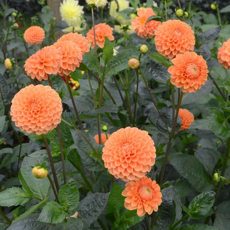 Dahlia balle 'Sylvia' - Dahlia | Achat direct au producteur