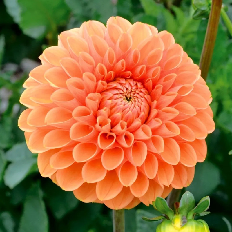 Dahlia balle 'Sylvia' - Dahlia | Achat direct au producteur