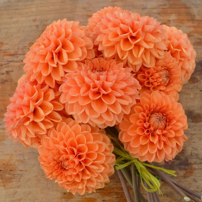 Dahlia balle 'Sylvia' - Dahlia | Achat direct au producteur