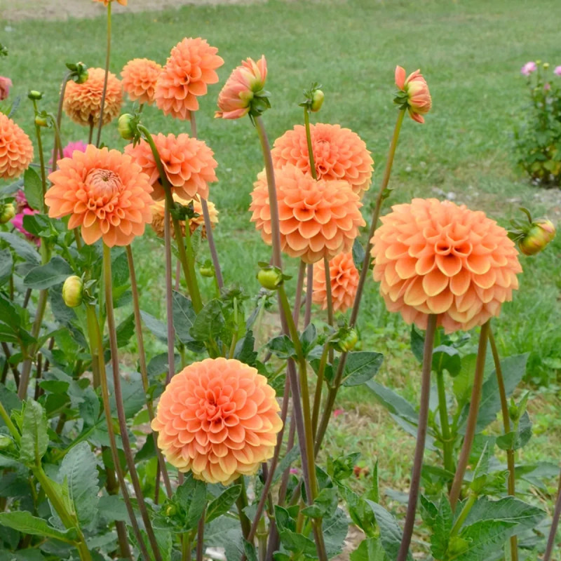 Dahlia balle 'Sylvia' - Dahlia | Achat direct au producteur