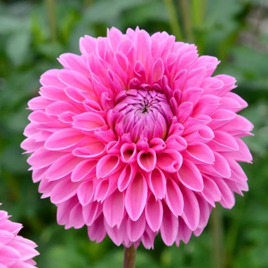 Dahlia balle Sandra - Dahlia | Achat direct au producteur